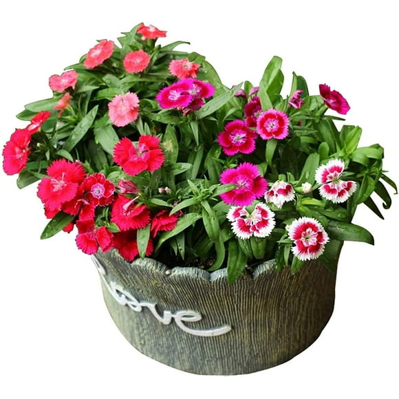Kyushu Garden Plant s Mixed Colorful Dianthus s Sweet William Perennial Flower s