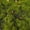 Spring Green, variant on segolike Ground Grass 50G for Wargame Spring