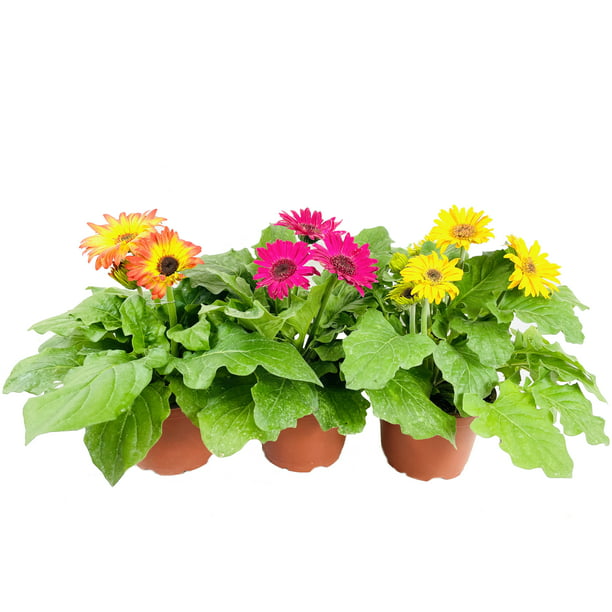 Gerbera Daisy Flowers - 3 Live Plants in 5 inch Growers Pots - Gerbera  Jamesonii - Growers Choice Based on Beauty, Season and Availability -  Finished Plants Ready for The Patio and Garden 