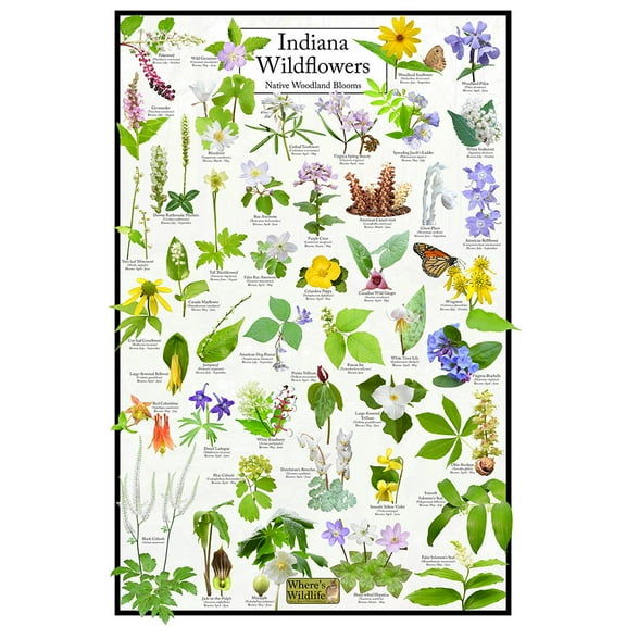 Indiana Wildflowers Poster - Native Woodland Blooms - Educational Science Chart of Indiana Flowers
