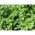thumbnail image 3 of Oregano Vulgare Herb Seeds/ Perennial/Full Sun/8K Seeds 1/2 Gram/Zellajake Farm and Garden - B193, 3 of 5