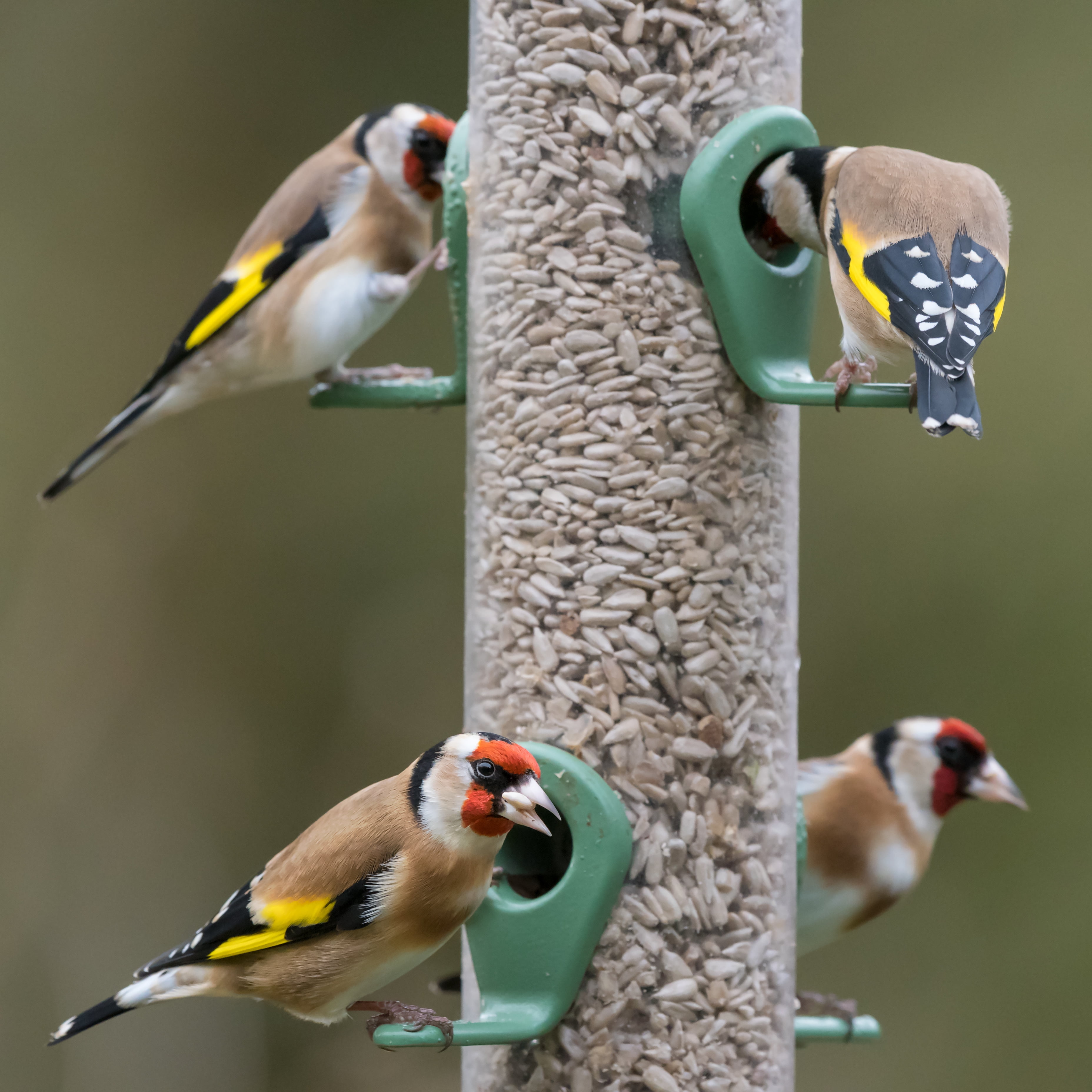 Happy Wings Sunflower Hearts (Kernels) & Chips, 16 lb., Wild Bird Food, No Grow Birdseed, New, Dry.