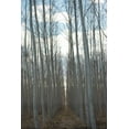 thumbnail image 2 of Berzel, Erin 13x18 Black Ornate Wood Framed with Double Matting Museum Art Print Titled - Pacific Albus Grove, 2 of 4