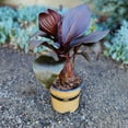 thumbnail image 2 of Altman Plants Black Tropicanna Canna Lily | Flowering Perennial Plant | 4qt. Grow Pot; Full Sun, 2 of 9
