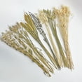 thumbnail image 2 of Bergamo Art 14 Inch High Real Preserved Mixed Bouquets Mix 2 in Medium, 2 of 9