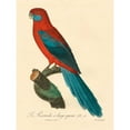 thumbnail image 3 of Barraband 12x14 Black Modern Framed Museum Art Print Titled - Barraband Parrot, PL 78, 3 of 5