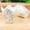 white B, variant on Cupcake Liners 50 Pack Tulip Paper Baking Wrappers 8x8x5cm Food Grade Greaseproof Muffin Cupcake Case for Cake Party Decoration Non Stick Easy Peel Disposable