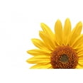 thumbnail image 2 of Sunflower over White Wall Decal by Wallmonkeys Peel and Stick Graphic (48 in W x 32 in H) WM75534, 2 of 4