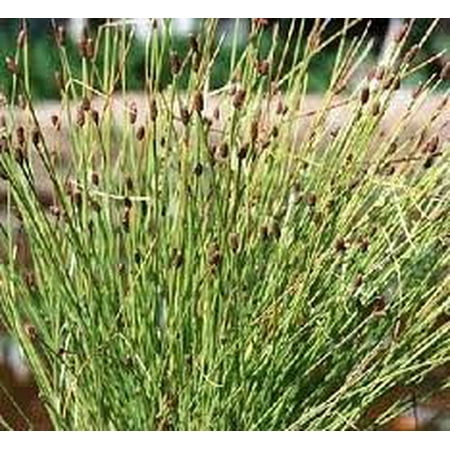 The Dirty Gardener Great Spike Rush Ornamental Grass - 1