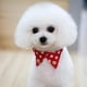 thumbnail image 1 of Correa de Peluche de Mascotas Perros Accesorios para Animales Domésticos - Rojo M METRO, 1 of 9