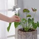 thumbnail image 5 of Yuarrent Sistema de riego por goteo automático Bird Star Design Riego automático Plantas Flor Bebederos de interior Botella Riego por goteo Jardín y Patio estrella de cinco puntas Yuarrent HA005077-02, 5 of 6