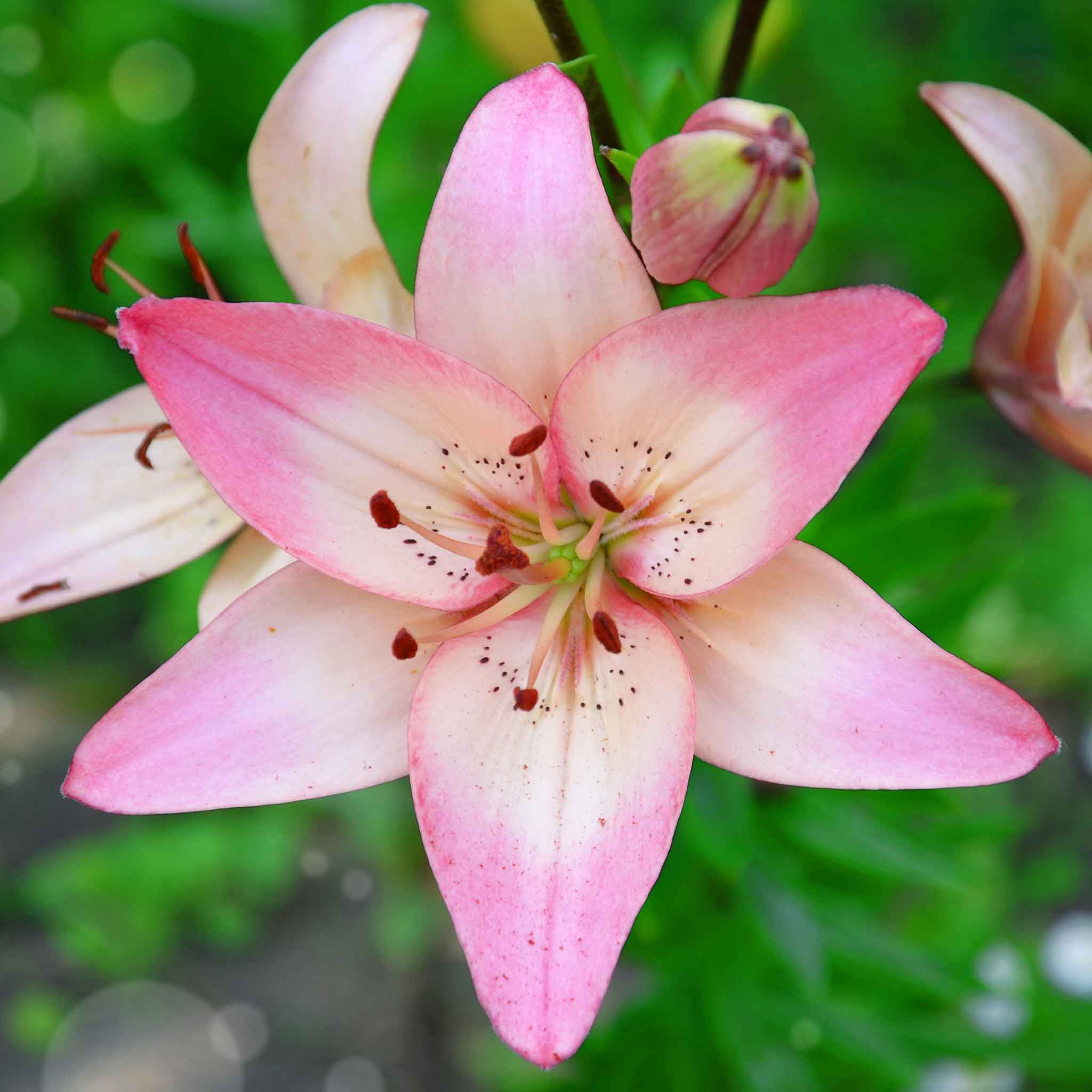 Eden Brothers Asiatic Lily Bulbs (Spring-Planted) - Tango Eden Brothers Asiatic Lily Bulbs (Spring-Planted) - Tango