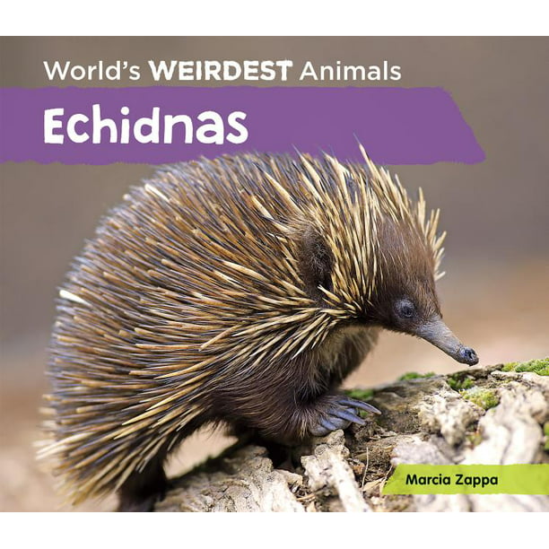 World's Weirdest Animals: Echidnas (Hardcover) 