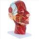 thumbnail image 1 of Modelo de Enseñanza del Plano Medio Sagital de la Cabeza Glándula Parótida Columna Cervical Modelo de Otorrinolaringología de Anatomía de Cabeza y Cuello, 1 of 8