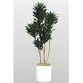 thumbnail image 2 of Dracaena Janet Craig Compacta Cane - Live Plant in a 10 Inch Pot - Dracaena Deremensis 'Compacta' - Easy Care Low Maintenance Houseplant, 2 of 3