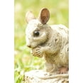 thumbnail image 3 of Hi-Line Gift 87650-N Mouse Driftwood Look, 3 of 7