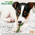 thumbnail image 6 of Nylabone Nutri Dent Fresh Breath Flavored Dental Dog Chew Treats Small (64 Count), 6 of 13