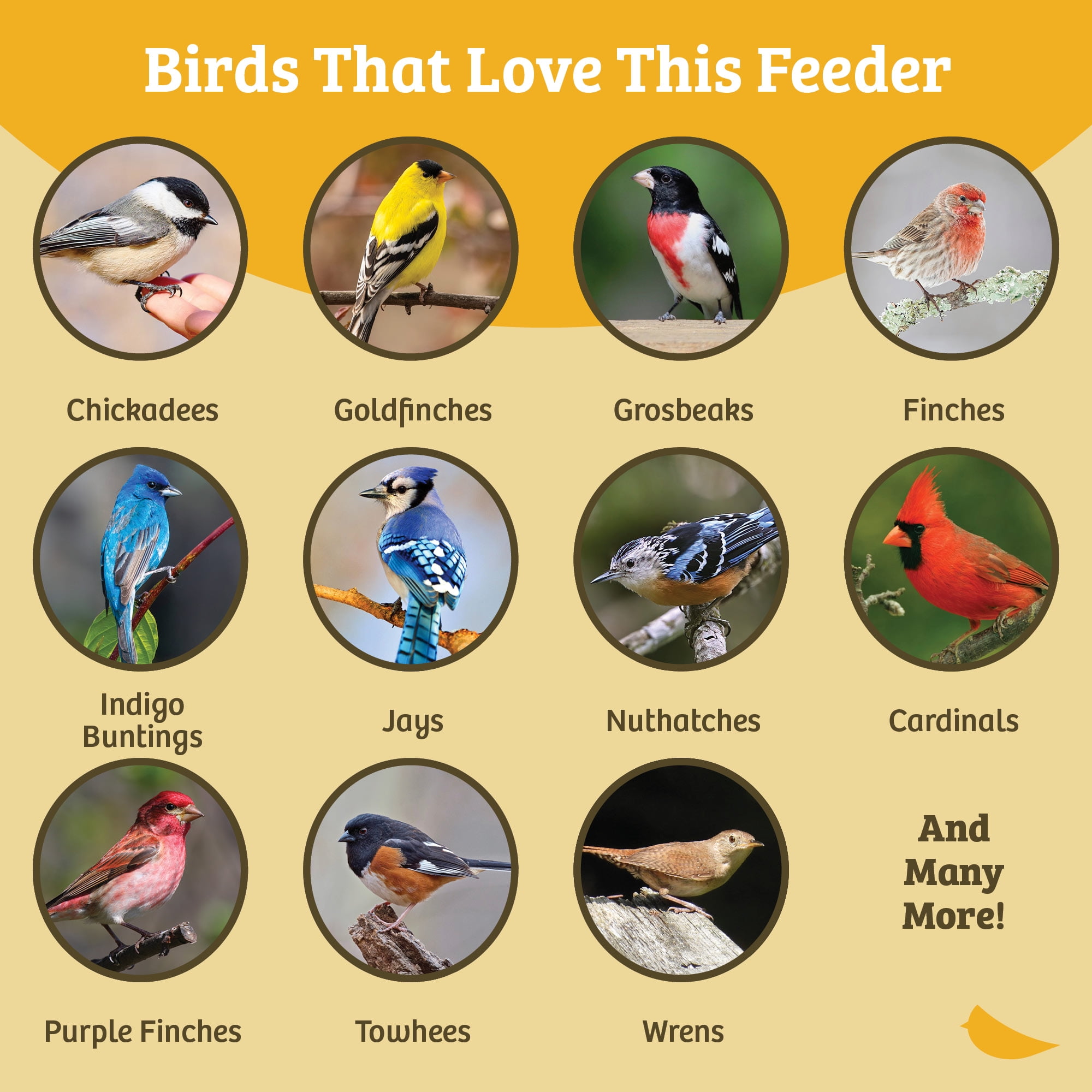 Birds Choice Recycled Plastic Fly-Thru Platform Feeder for Variety of Birds, Blue