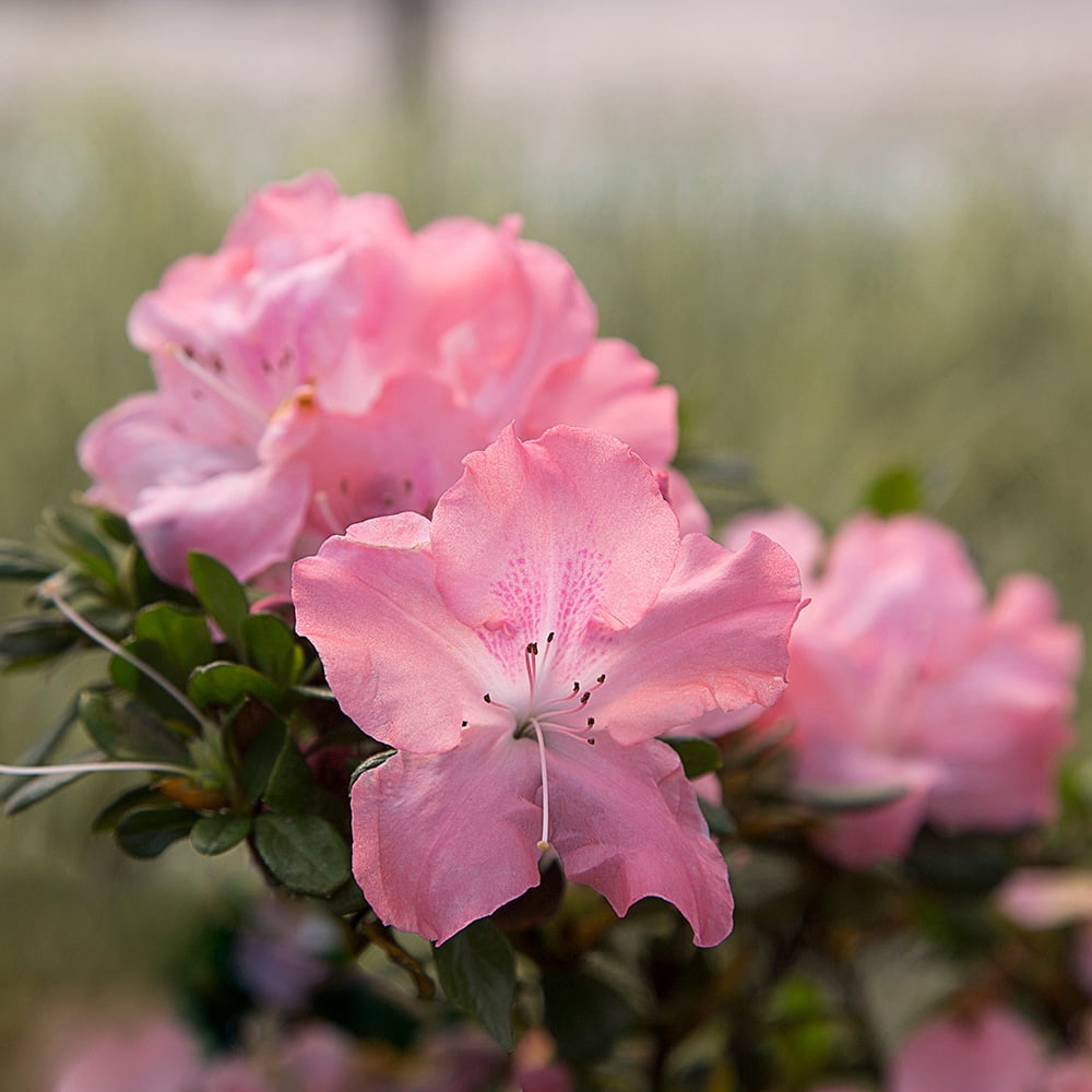 Encore Azalea Autumn Debutante (1 Gallon) Pink Flowering Shrub - Full Sun Live Outdoor Plant
