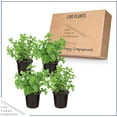 Live Aromatic and Edible Herb Mint (4 Per Pack), Naturally Improves
