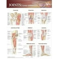 thumbnail image 1 of Joints of the Lower Extremities Anatomical Chart, 1 of 1