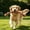 A, variant on Dog Rope Toy for Large Dogs,Heavy Duty Dog Chew Toys for Aggressive Chewers, Indestructible Dog Toys for Super Chewer, Durable Tug of War Pet Toy for Medium to Large Breed Teeth Cleaning