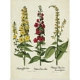 thumbnail image 1 of Great BIG Canvas | Rolled Basilius Besler Poster Print entitled Besler Florilegium III, 1 of 4