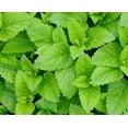 thumbnail image 6 of RedCrocus Lemon Balm Herb | Fragrant, Lemon-Scented Leaves | Ideal for Culinary, Tea & Landscaping | Non-Toxic, Pollinator Friendly | Indoor & Container 4.5" Pot (Pack of 5), 6 of 20