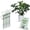 Monstera (Dark Green), variant on Twigs Ga Stackable Plant Support Monstera Green 5 Pack 17"