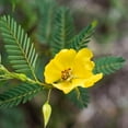 thumbnail image 2 of Partridge Pea Seeds Drought Tolerant Wild Flower & Forage Seed - 5 LB, 2 of 5