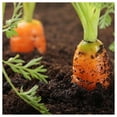 thumbnail image 2 of Everwilde Farms - 1 lb Little Fingers Carrot Seeds - Gold Vault Bulk Seed Packet, 2 of 3