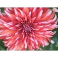 thumbnail image 2 of Gulin, Sylvia 32x25 Black Ornate Wood Framed with Double Matting Museum Art Print Titled - Oregon-Canby-Swam Island Dahlias-Dahlia flower close-ups, 2 of 4