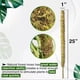 thumbnail image 3 of Poste de musgo de coco, 1 pieza de poste de musgo real, soporte para plantas, palos de musgo, artesanía excepcional, 3 of 8