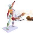thumbnail image 1 of Modèle de Structure Musculaire, Modèle de Système Musculaire Fiable Durable Éducation Musculaire pour Enseignement Artistique pour Explication, 1 of 8