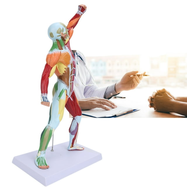 Modèle de Structure Musculaire, Modèle de Système Musculaire Fiable Durable Éducation Musculaire pour Enseignement Artistique pour Explication