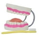 thumbnail image 5 of Enseñanza de cepillo de dientes,Cepillado de enseñanza del modelo de dientes dentales para niños,Modelo de cuidado dental de dientes con cepillo de dientes,Diente de cepillado de, 5 of 8