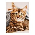 thumbnail image 1 of Safdie & Co. Jeté Tricoté Imprimé Chaton Tigré, 1 of 2