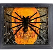 Real Giant Bird Eating Tarantula EURYPEIMA SPINCRUS Spider Taxidermy Transparent Boxed Display (Black Wooden Box) (Halloween Skull, 6X7)