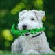thumbnail image 4 of Juguete interactivo para perros, interesante juguete Molar en forma de lagarto, juguete para modelar cachorros, 4 of 8