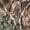 Realtree Edge, variant on Hot Shot Men’s 3in1 Insulated Veil-Cervidae Camo Hunting Parka, Waterproof, Removable Hood, Year Round Versatility, XX-Large
