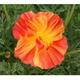 thumbnail image 5 of TomorrowSeeds - Ballerina Mix California Poppy Seeds - 18,000+ Count - For 2026 Planting Crimped, 5 of 9
