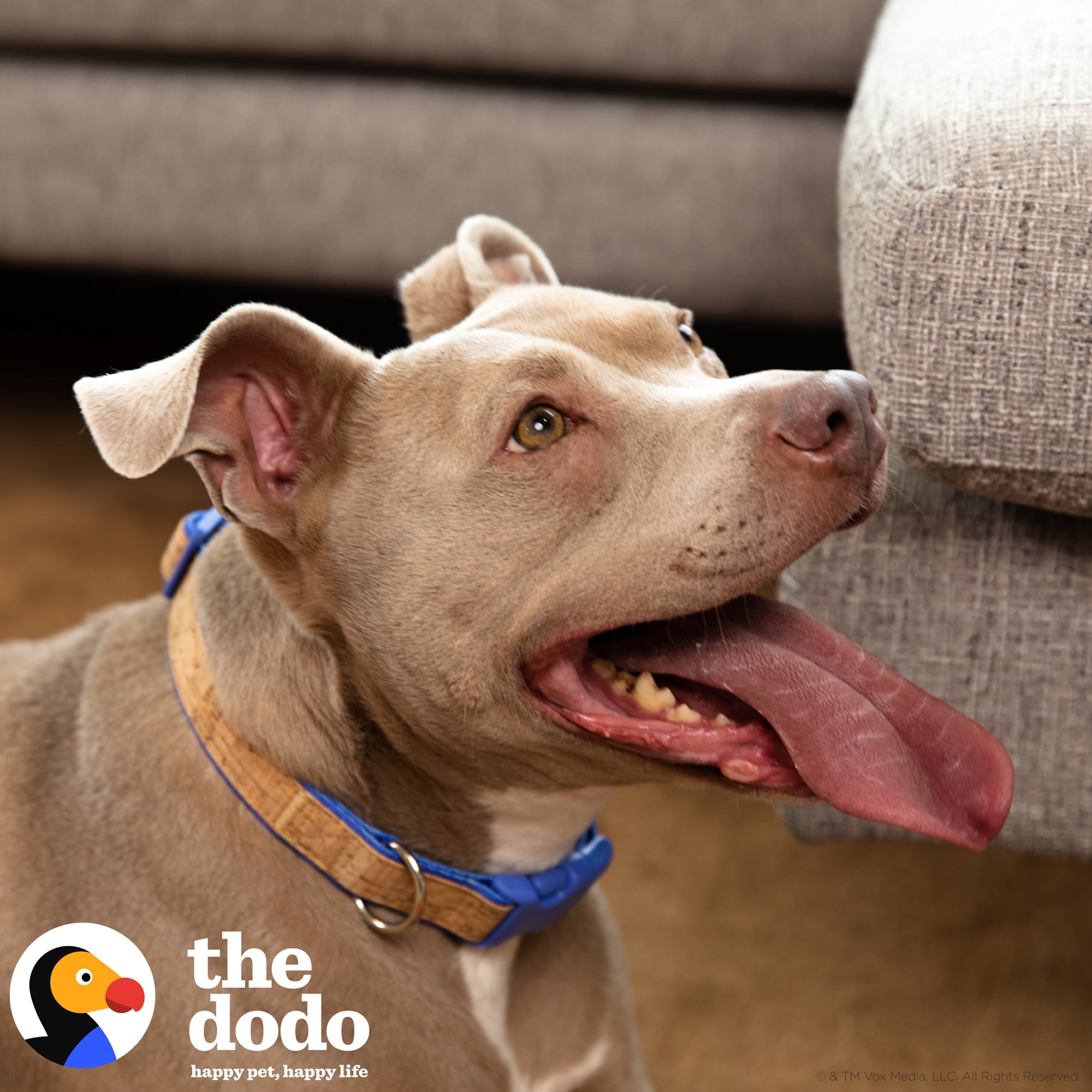 The Dodo Cork Dog Collar, Striped, Medium, Easy Snap Buckle