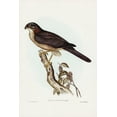 thumbnail image 2 of Gould, John 13x18 White Modern Wood Framed Museum Art Print Titled - West Australian Goshawk-Astur cruentus, 2 of 4