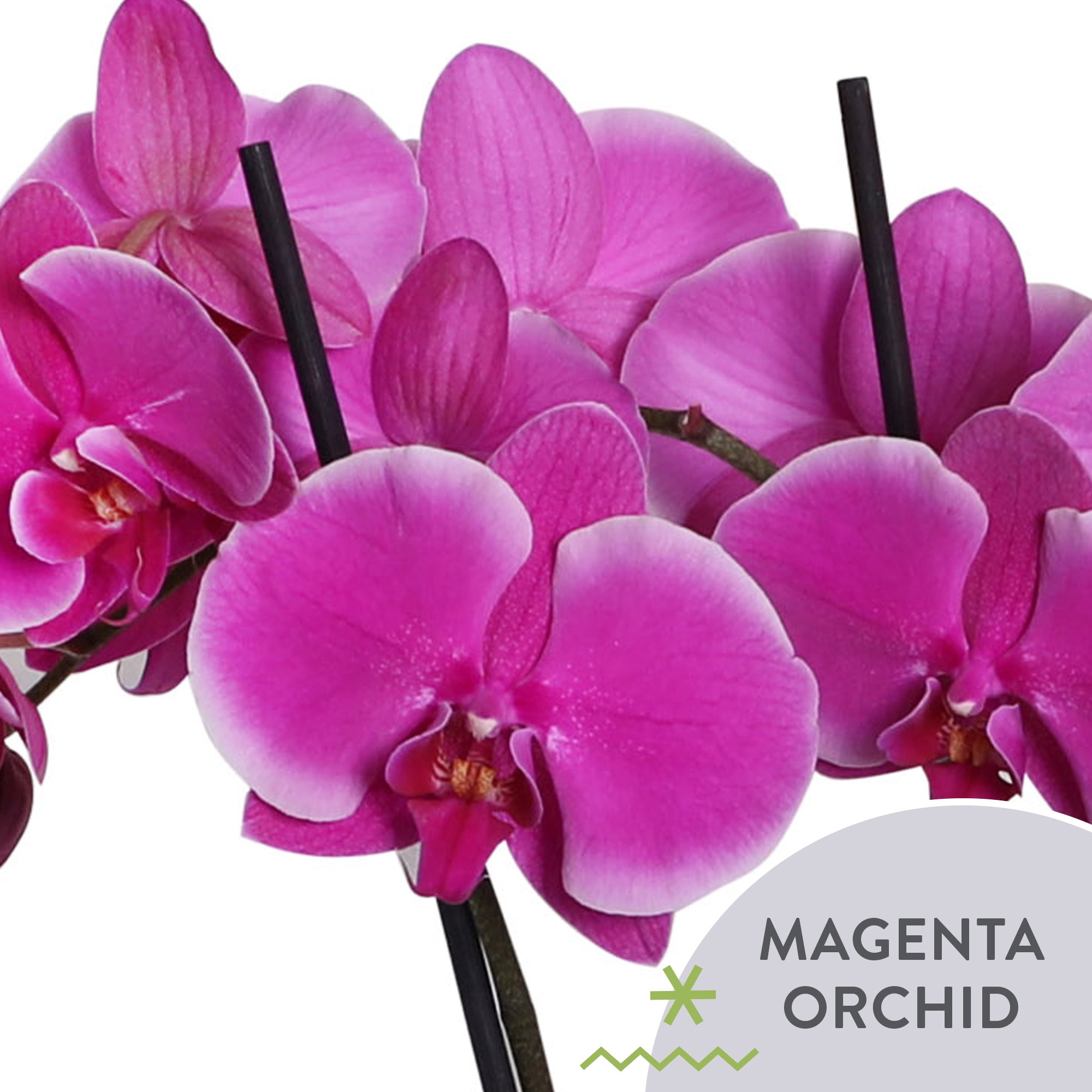 Green Circle Growers 5" Pink Orchid in Estella Terra Cotta Decorative Pot, Live Indoor Orchid Plant