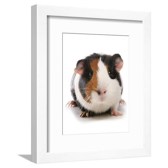 Domestic Guinea Pig Cavia porcellus adult, Framed Art Print Wall Art by Chris Brignell Sold by Art.Com