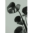 thumbnail image 2 of 1x Studio III 23x32 Gold Ornate Wood Framed with Double Matting Museum Art Print Titled - Monstera Teal 04, 2 of 4