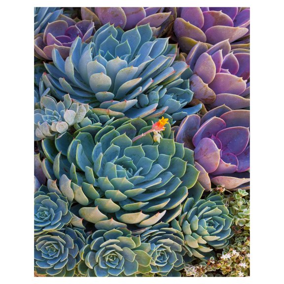 Masterpiece Art Gallery Succulent Gemstones IV By Robin Constable Hanson Canvas Art Print 16" x 20"