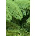 thumbnail image 2 of Hawaii, Close-Up Detail Of Hapuu Ferns On Plant, Environment A24D Poster Print (12 x 19), 2 of 4