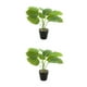 thumbnail image 2 of Planta de Tortuga Inteprter Ecológica Bajo Mantenimiento 2piezas JH5475, 2 of 6