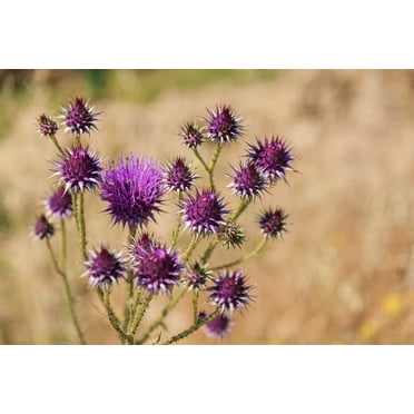 Holy Milkthistle Plant Seeds (100 Seeds) - Silybum marianum - Blessed Milkplant - Flower Seeds for Butterlflies